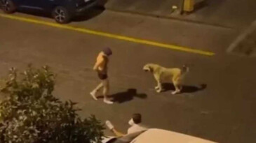 Antalya’da “köpeğe uygunsuz hareketlerde bulunan” kişi tutuklandı